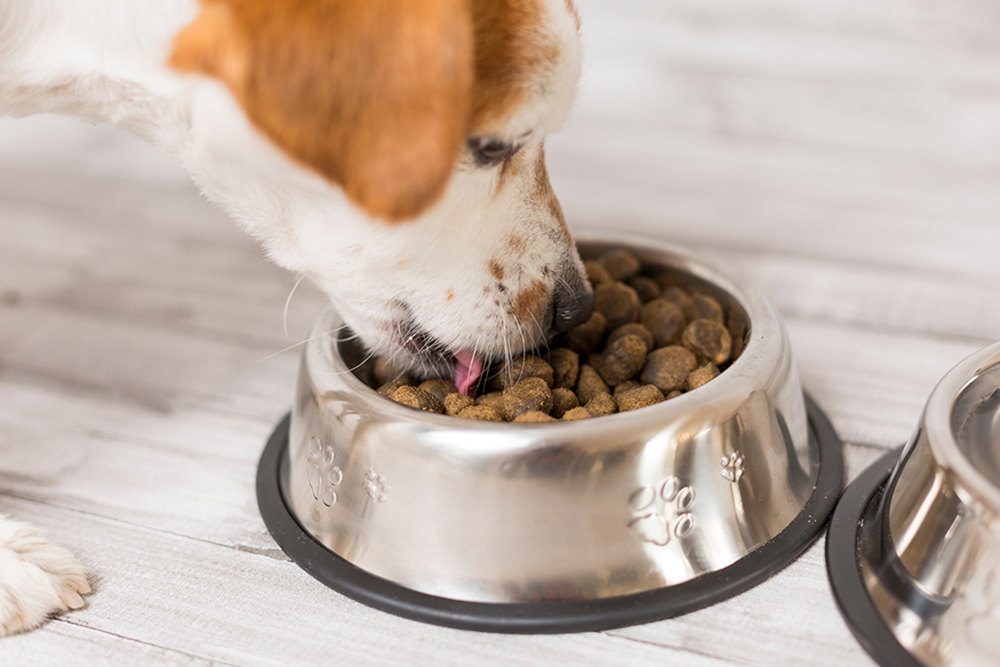 Unpacking the Mystery: Choosing the Right Food for Your Dog