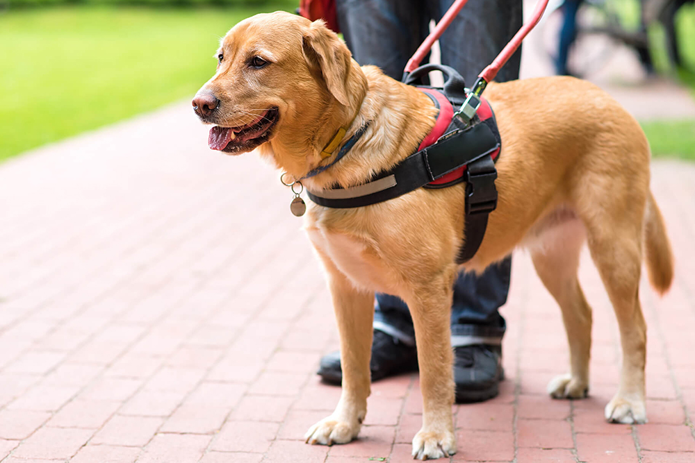 Beyond Basic Obedience: Fun & Effective Dog Training Tips
