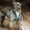 Step-In Denim Dog Harness - Blue Plaid